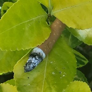 Meet your Posher, Cam